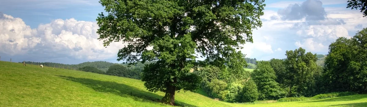 Impact of trees on the world